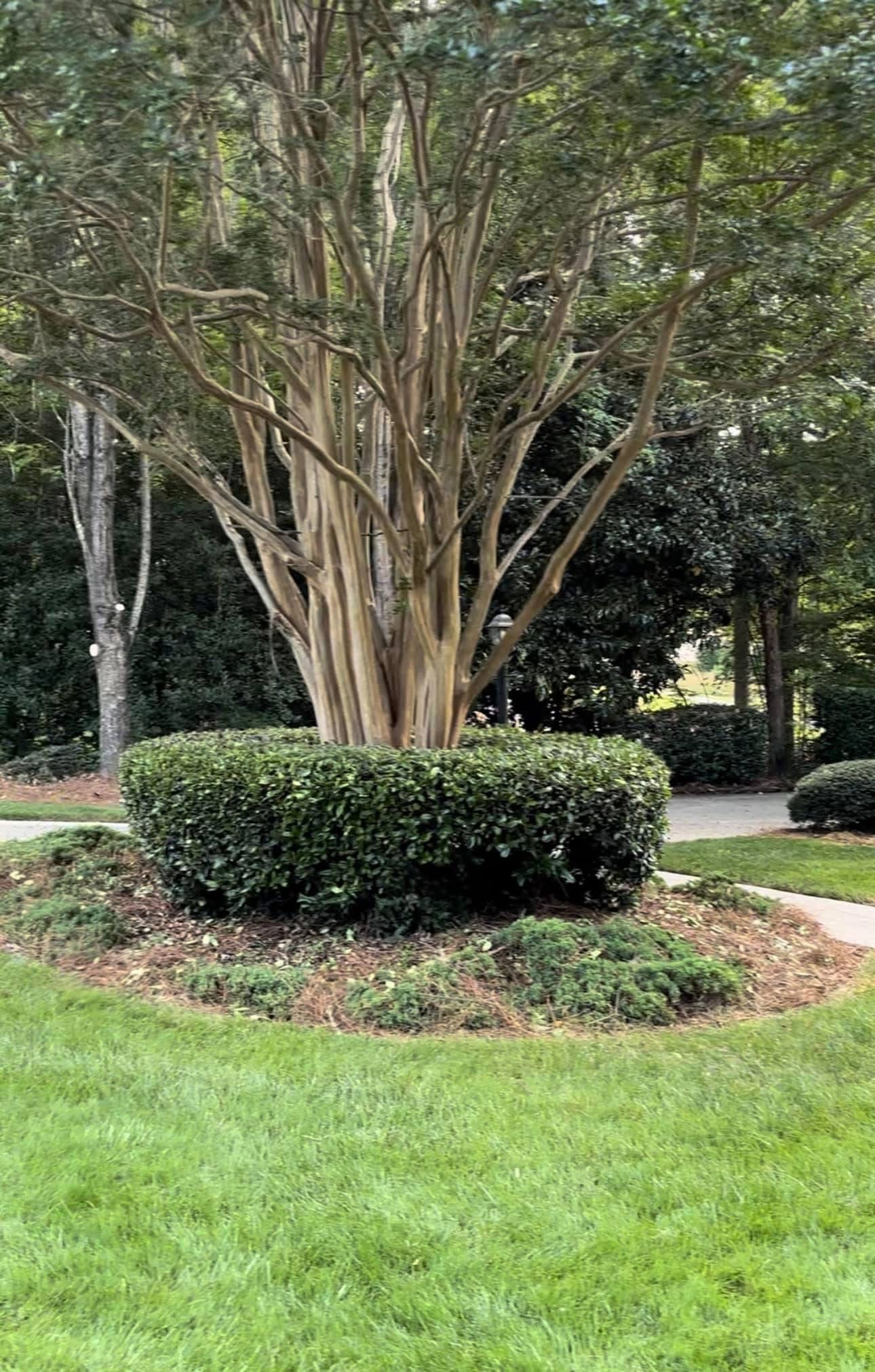 trimmed bush around tree