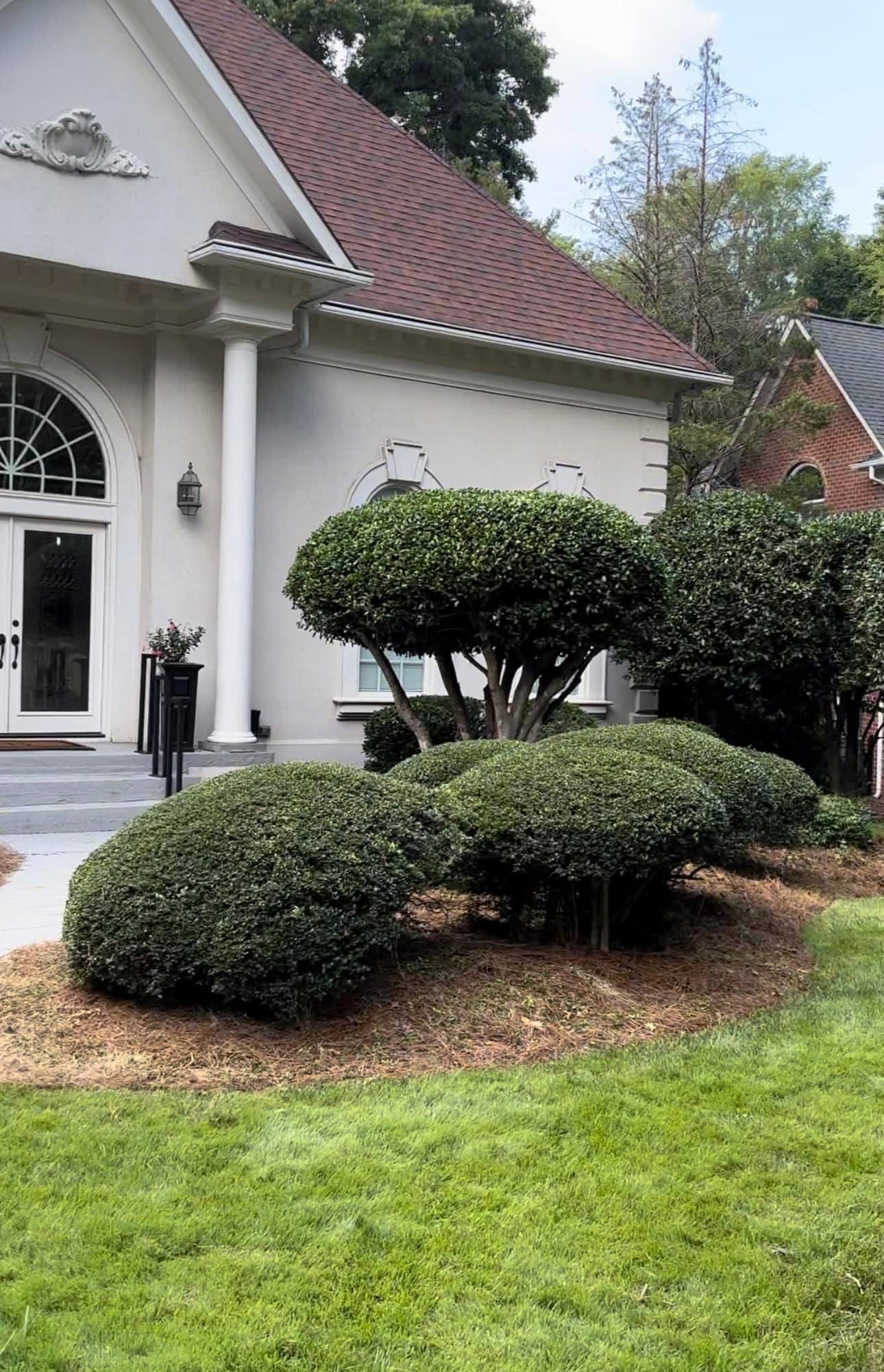 before and after of trimmed hedges